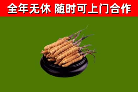 武汉回收冬虫夏草